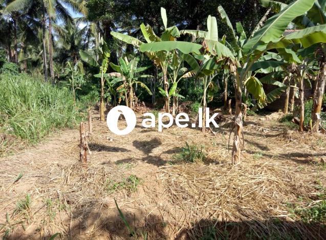 à¶±à·à¶»à¶¸à·Šà¶¸à¶½ à¶œà·’à¶»à·’à¶‹à¶½à·Šà¶½à¶´à·à¶» à¶¸à·‘à¶§à·’à¶ºà¶œà¶±à·š à¶´à¶»à·Šà¶ à·ƒà·Š 