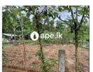 Land For Sale In MATUGAMA, WELIPENNA