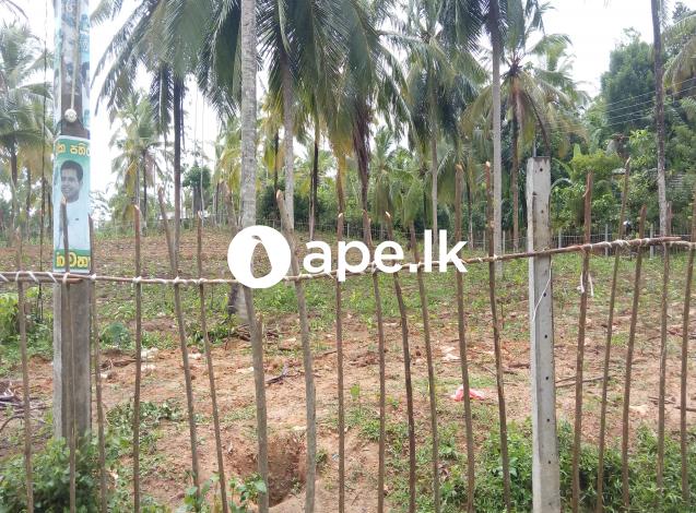 Coconut land for sale