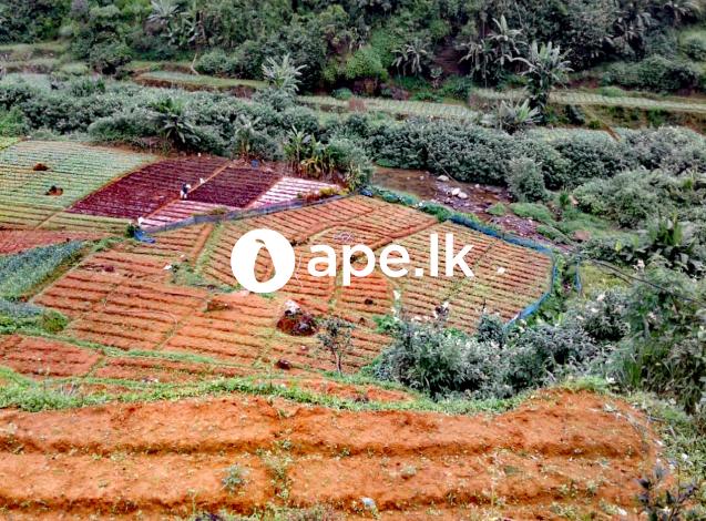 à¶±à·”à·€à¶»à¶‘à·…à·’à¶ºà¶§ à¶±à·”à¶¯à·”à¶»à·’à¶±à·Š à¶‰à¶­à· à¶…à¶œà¶±à· à¶‰à¶©à¶¸à¶šà·Š