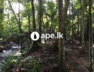 à¶šà·‘à¶œà¶½à·Šà¶½ à¶±à¶œà¶»à¶ºà·™à¶±à·Š à¶‰à¶©à¶¸à¶šà·Š à·€à·’à¶šà·’à¶«à·“à¶¸à¶§