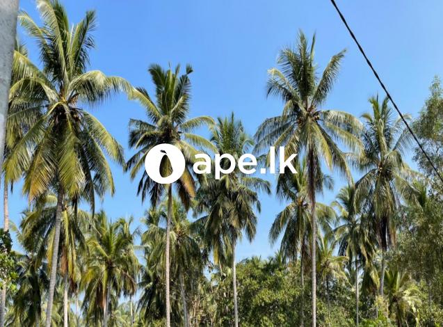 Cocanut Land In Barampola