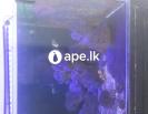 Marine fish tank for sale ( sea fish tank )