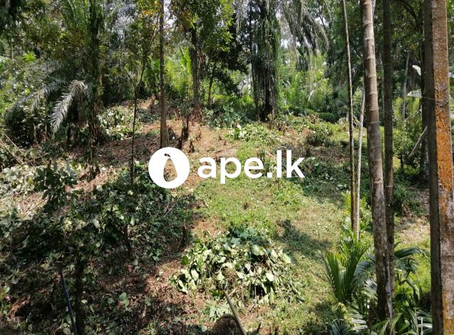 à¶‰à¶©à¶¸à¶šà·Š à·€à·’à¶šà·’à¶«à·“à¶¸à¶§ à¶‡à¶­ - à¶»à¶­à·Šà¶±à¶´à·”à¶» 