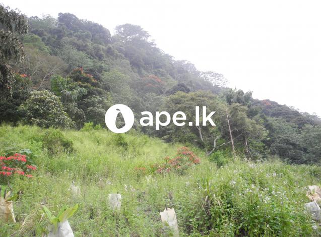 Land For Sale nuwaraeliya