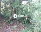 Land for Sale in Maharanugegoda Kadawatha