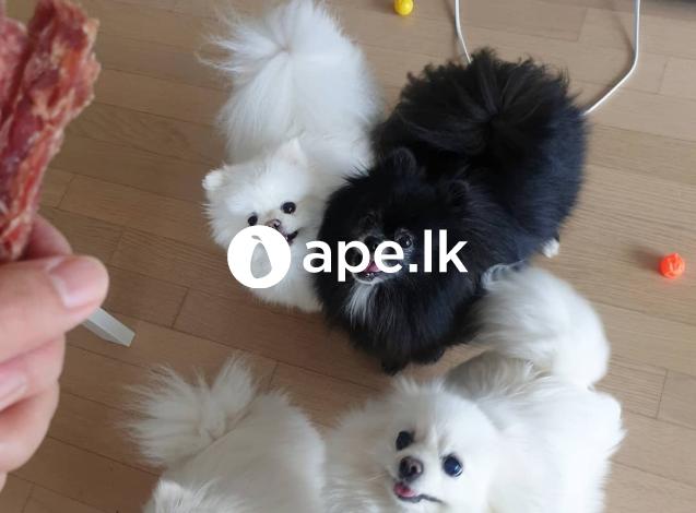 Teacup pomeranian puppies for sale.