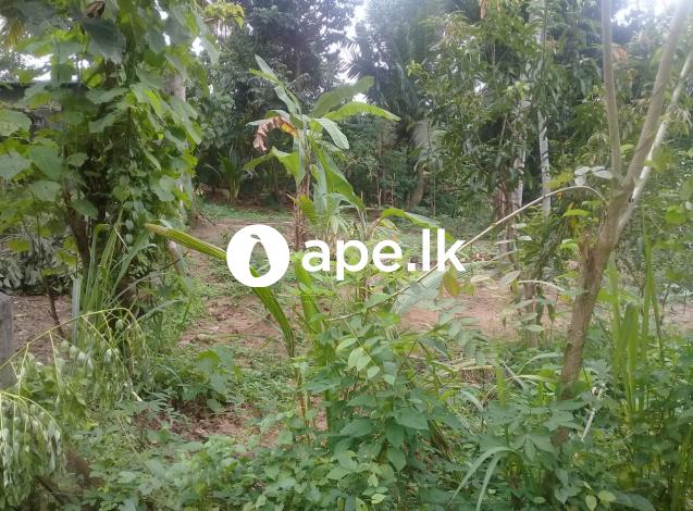 Land for sale kalagedihena