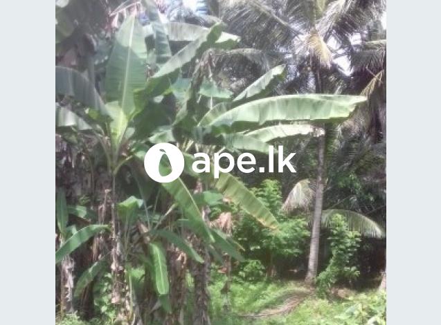 Land for Sale in kalutara 