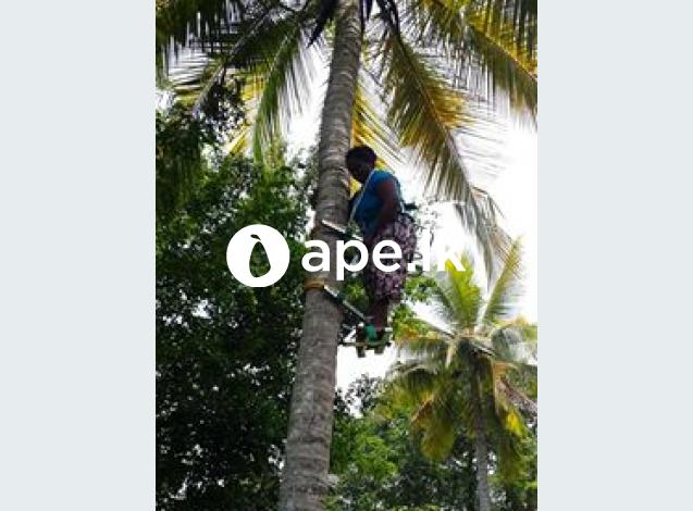 à¶´â€à·™à·à¶½à·Š à¶šà¶©à· à¶œà·à¶±à·’à¶¸à·™à·’ à¶‹à¶´à¶šà¶»à¶«à¶º TREE RAIDER