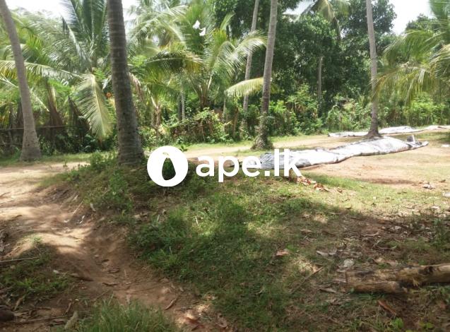 LAND FOR SALE KATUPOTHA
