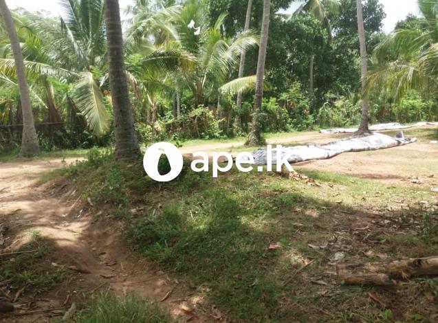 LAND FOR SALE KATUPOTHA