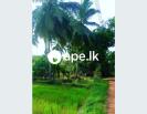 à¶šà·”à¶¹à·”à¶»à·” à¶‰à¶©à¶¸à¶šà·Š à·ƒà¶¸à¶œ à¶±à·’à·€à·ƒà¶šà·Š 