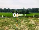 à·€à·™à¶½à·Šà¶ºà·à¶ºà¶šà¶§ à¶¸à·”à·„à·”à¶«à¶½à· à¶¸à·“à¶œà·œà¶© à¶±à·’à·ƒà·Šà¶šà¶½Oà¶š à¶´à¶»à·’à·