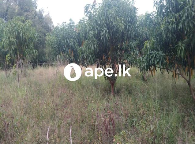 Land for Sale - Puththalama